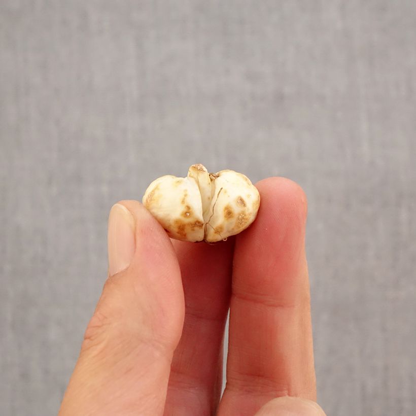 Esemplare di Fritillaria meleagris - Bossolo dei dadi Bulbo taglia 6+ come consegnato in autunno