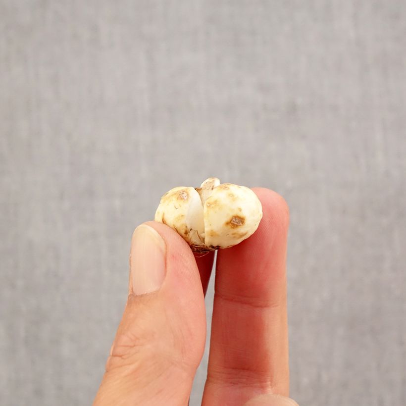 Esemplare di Fritillaria bucharica Bulbo taglia 6+ come consegnato in autunno