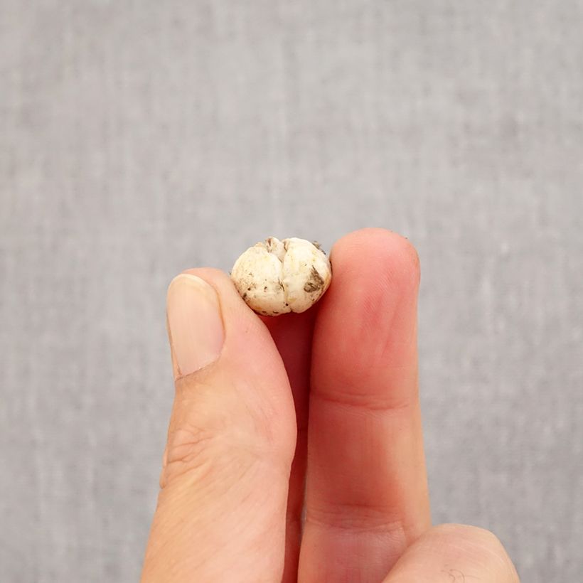 Esemplare di Fritillaria olivieri Bulbo taglia I come consegnato in autunno