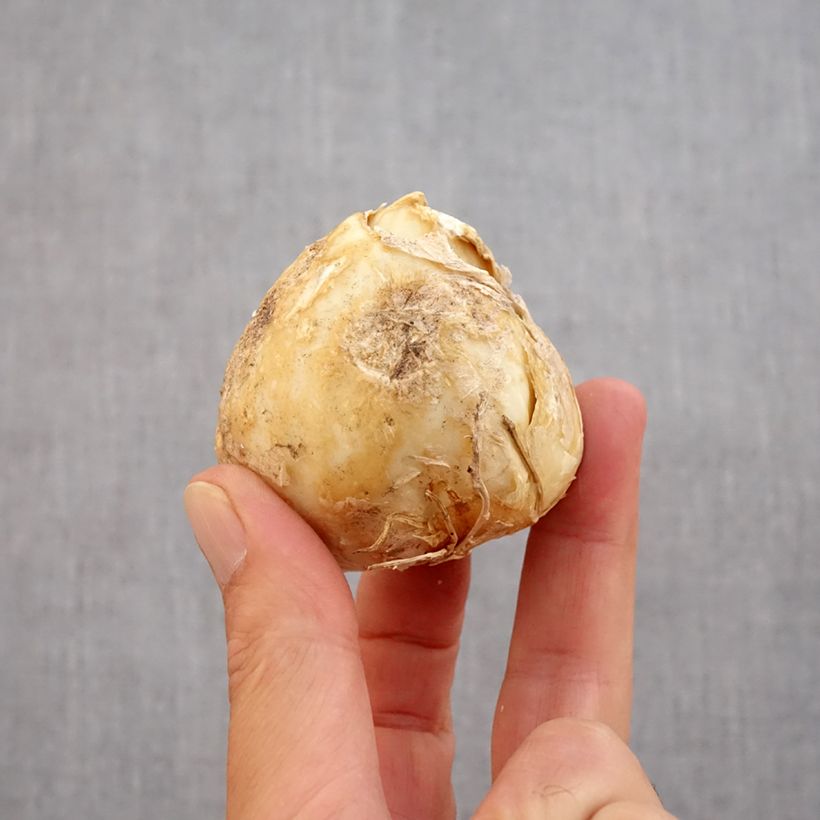 Esemplare di Fritillaria persica Purple Dynamite - Meleagride persiana Bulbo taglia 20+ come consegnato in autunno