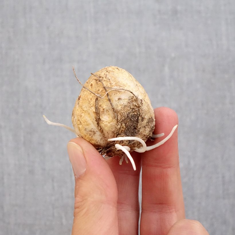 Esemplare di Fritillaria raddeana Bulbo taglia 14+ come consegnato in autunno