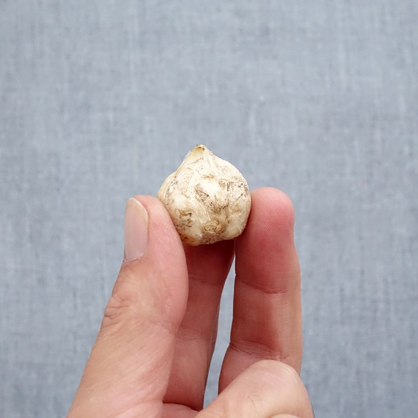 Esemplare di Fritillaria stenanthera Bulbo taglia I come consegnato in autunno