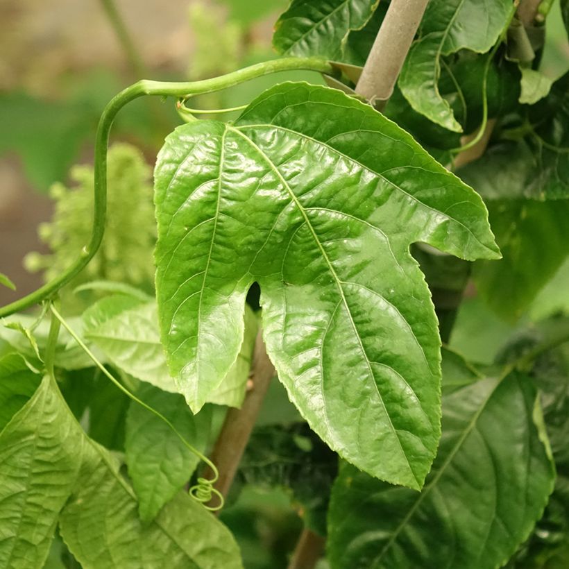 Passiflora edulis - Maracujá (Fogliame)