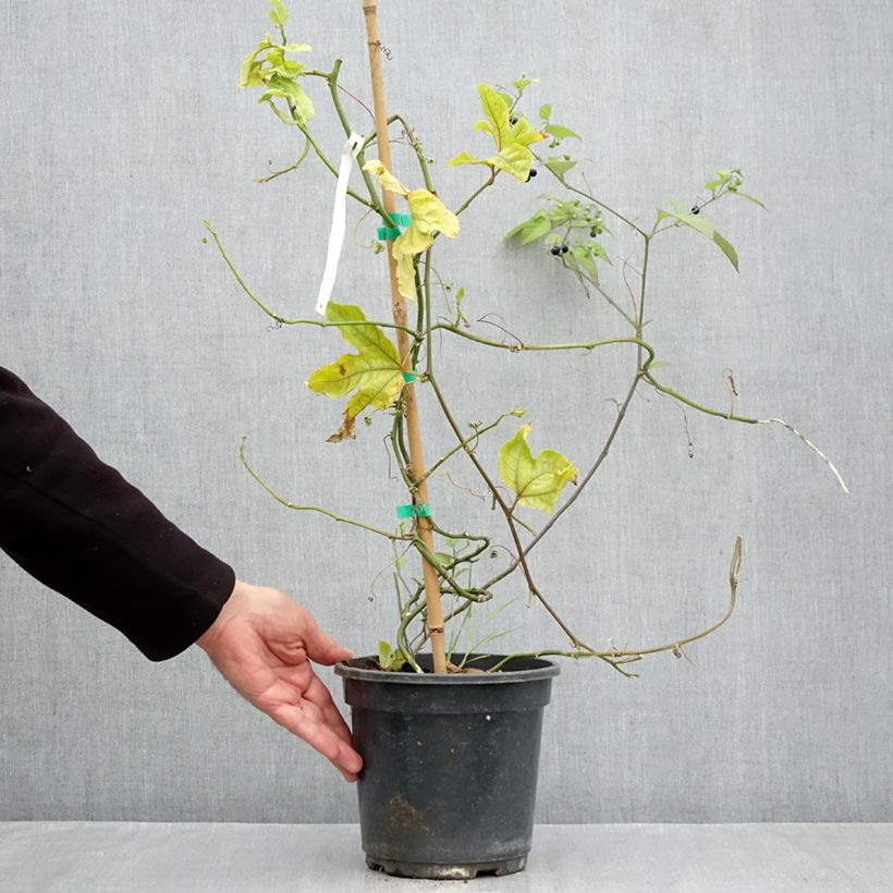 Esemplare di Passiflora edulis - Maracujá Vaso da 3L/4L come consegnato in autunno