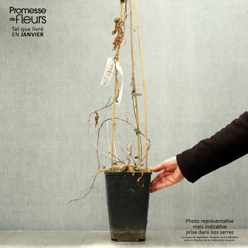 Passiflora edulis - Maracujá Vaso da 3L/4L esemplare consegnato in inverno