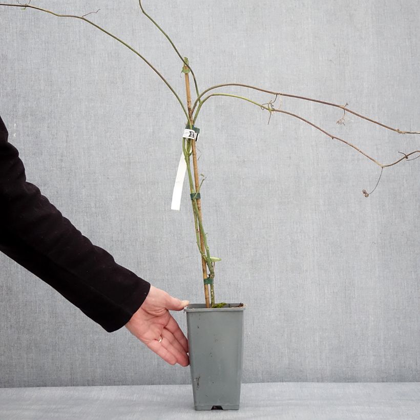 Passiflora edulis f. flavicarpa - Maracujá Vaso da 1,5L/2L esemplare consegnato in inverno