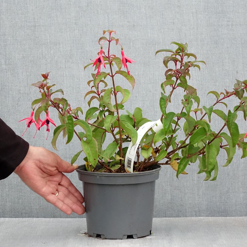 Esemplare di Fuchsia alpestris - Fucsia Vaso da 3L/4L come consegnato in autunno