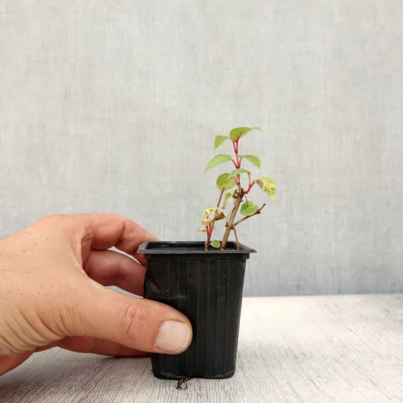 Esemplare di Fuchsia Annabel - Fucsia Vasetto da 8/9 cm come consegnato in autunno