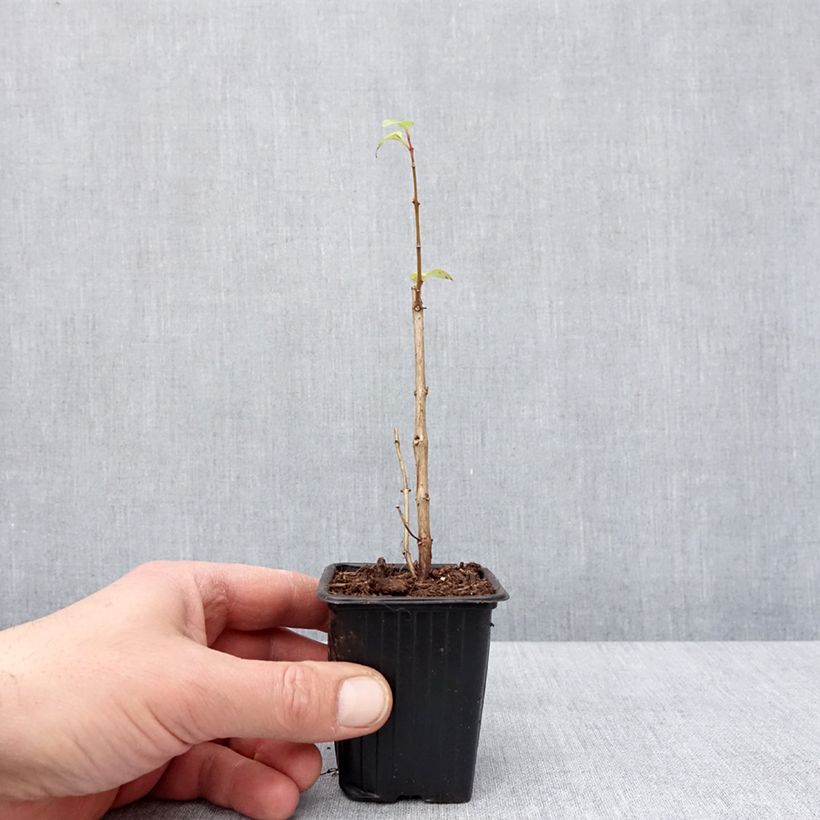 Fuchsia Annabel - Fucsia Vasetto da 8/9 cm esemplare consegnato in inverno