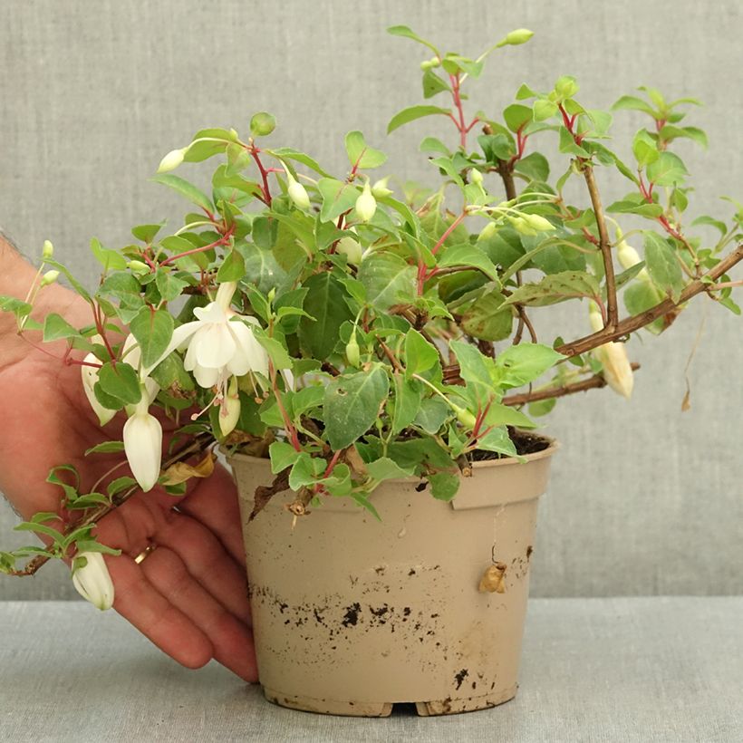 Esemplare di Fuchsia Annabel - Fucsia Vaso da Ø 12 cm / 13 cm consegnato in estate