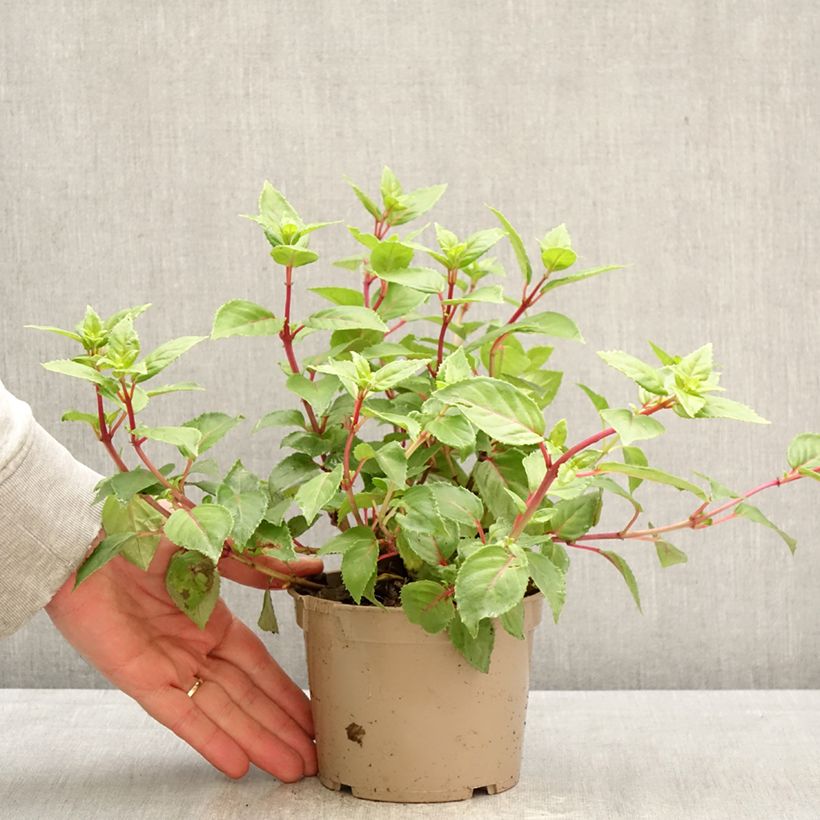 Fuchsia Annabel - Fucsia Vaso da Ø 12 cm / 13 cm esemplare consegnato in primavera