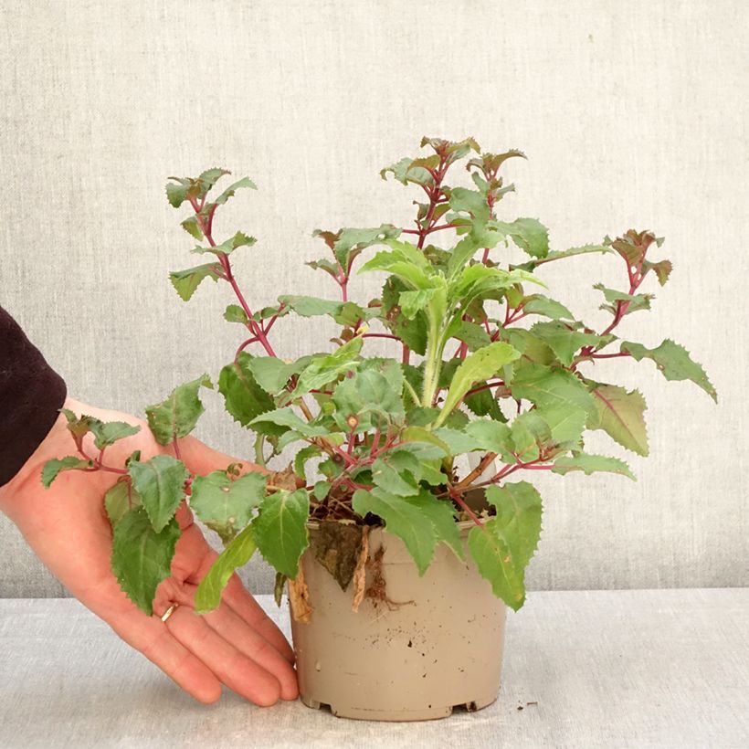 Fuchsia Beacon rosa - Fucsia Vaso da Ø 12 cm / 13 cm esemplare consegnato in primavera