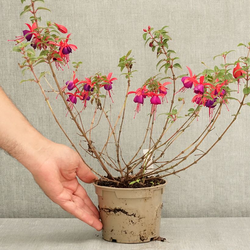 Esemplare di Fuchsia Bella Sacha - Fucsia Vaso da Ø 12 cm / 13 cm consegnato in estate