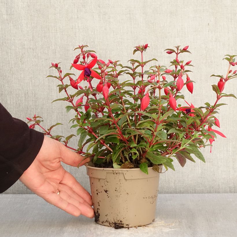 Fuchsia Bella Sacha - Fucsia Vaso da Ø 12 cm / 13 cm esemplare consegnato in primavera
