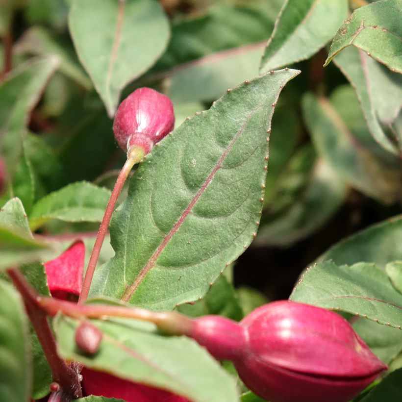 Fuchsia Bella Soila - Fucsia (Fogliame)