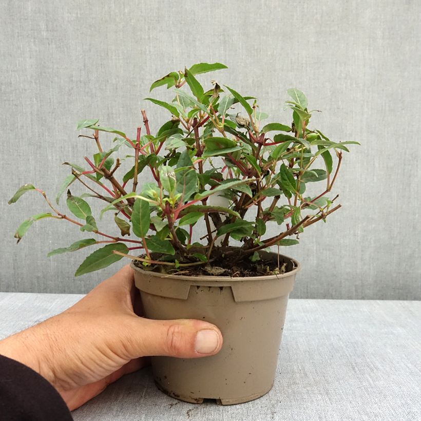 Fuchsia Bella Soila - Fucsia Vaso da Ø 12 cm / 13 cm esemplare consegnato in primavera