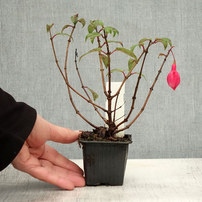 Esemplare di Fuchsia Bernadette - Fucsia Vasetto da 8/9 cm come consegnato in autunno