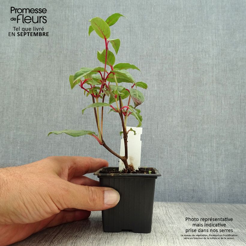 Esemplare di Fuchsia Black Princess - Fucsia Vasetto da 8/9 cm come consegnato in autunno