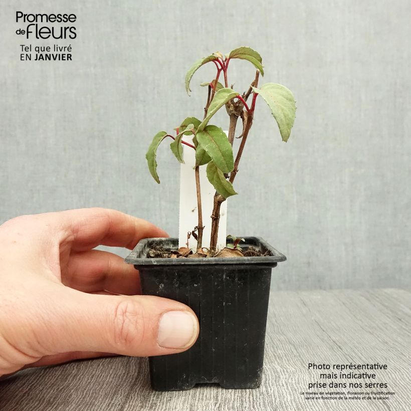 Fuchsia Black Princess - Fucsia Vasetto da 8/9 cm esemplare consegnato in inverno