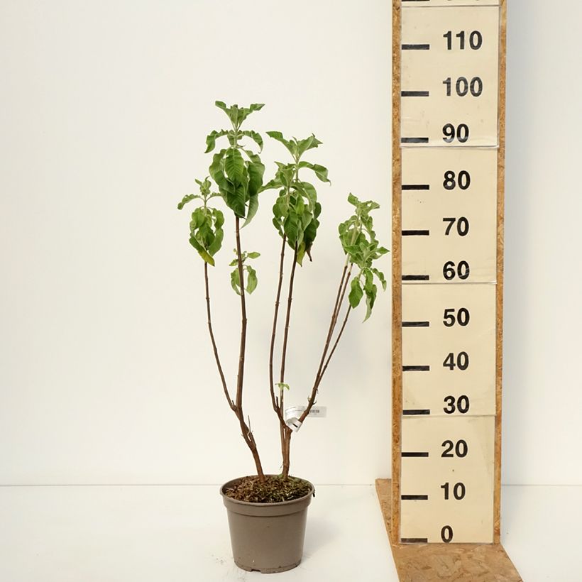 Esemplare di Fuchsia boliviana Alba - Fucsia Vaso da 4L/5L come consegnato in autunno