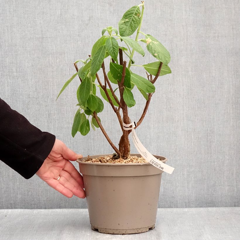 Fuchsia boliviana Alba - Fucsia Vaso da 4L/5L esemplare consegnato in inverno