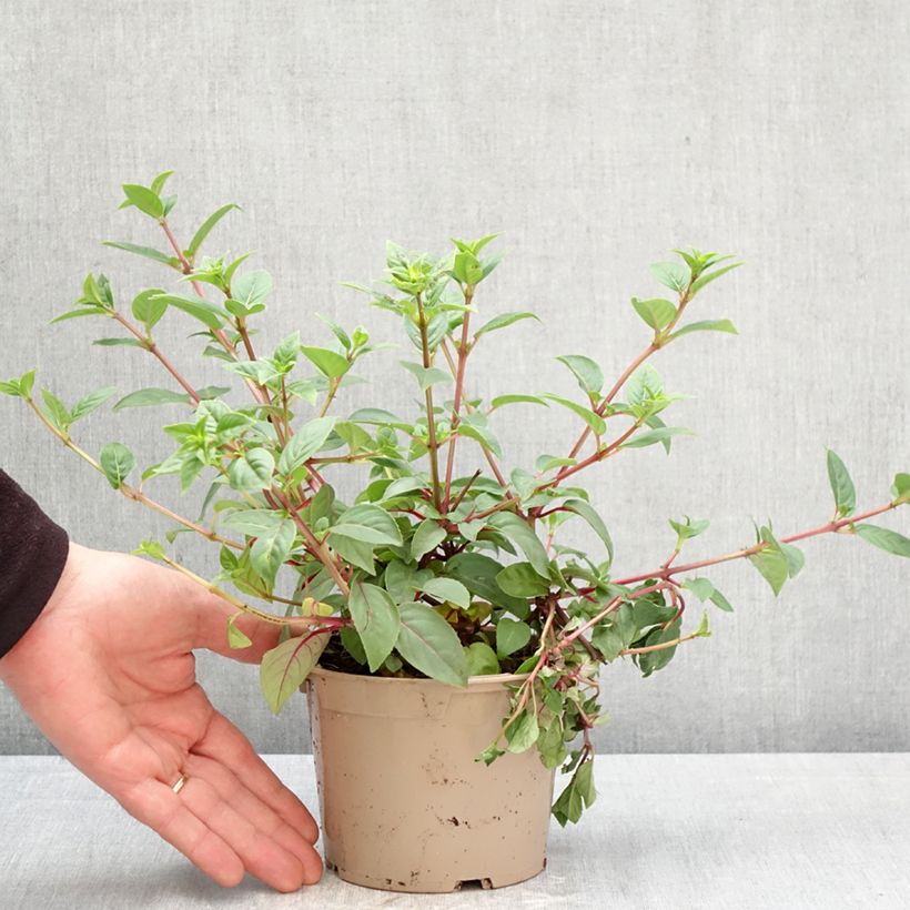 Fuchsia Paula Jane - Fucsia Vaso da Ø 12 cm / 13 cm esemplare consegnato in primavera