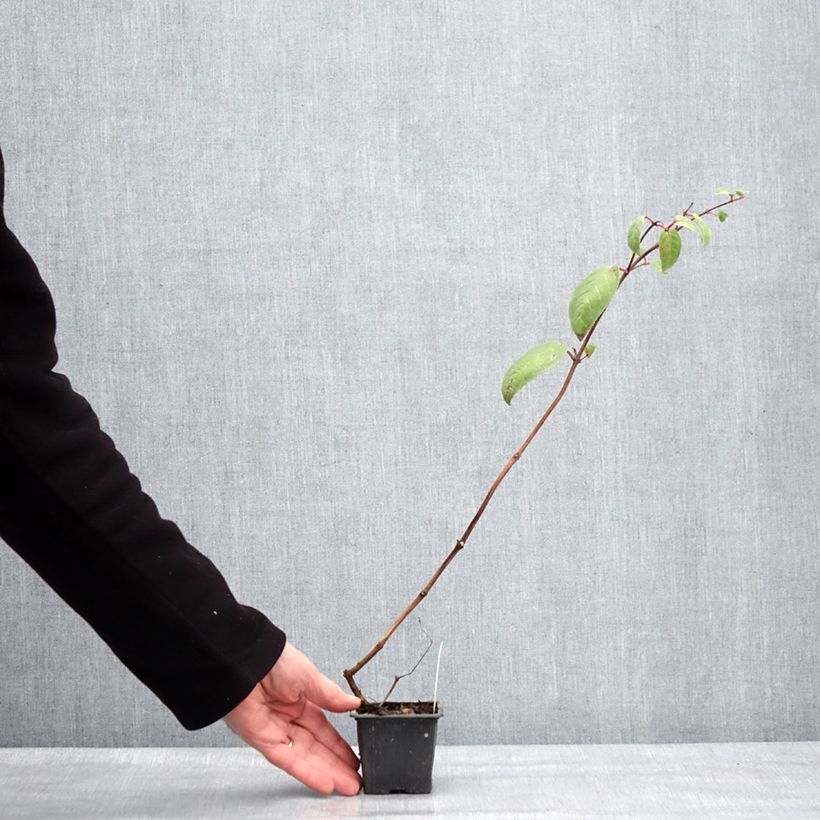 Fuchsia Chantilly - Fucsia Vasetto da 8/9 cm esemplare consegnato in inverno