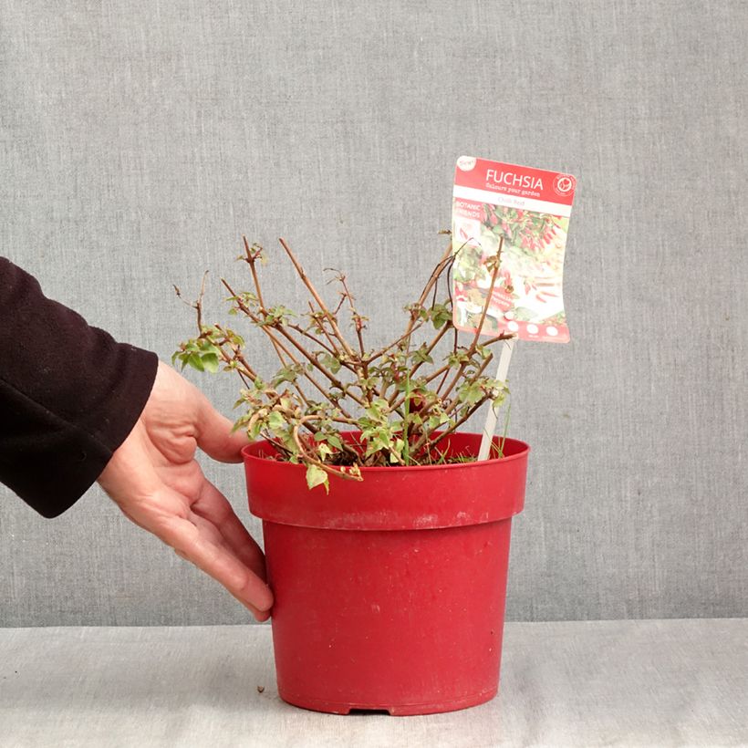 Esemplare di Fuchsia Chilli Red - Fucsia Vaso da 3L/4L come consegnato in autunno