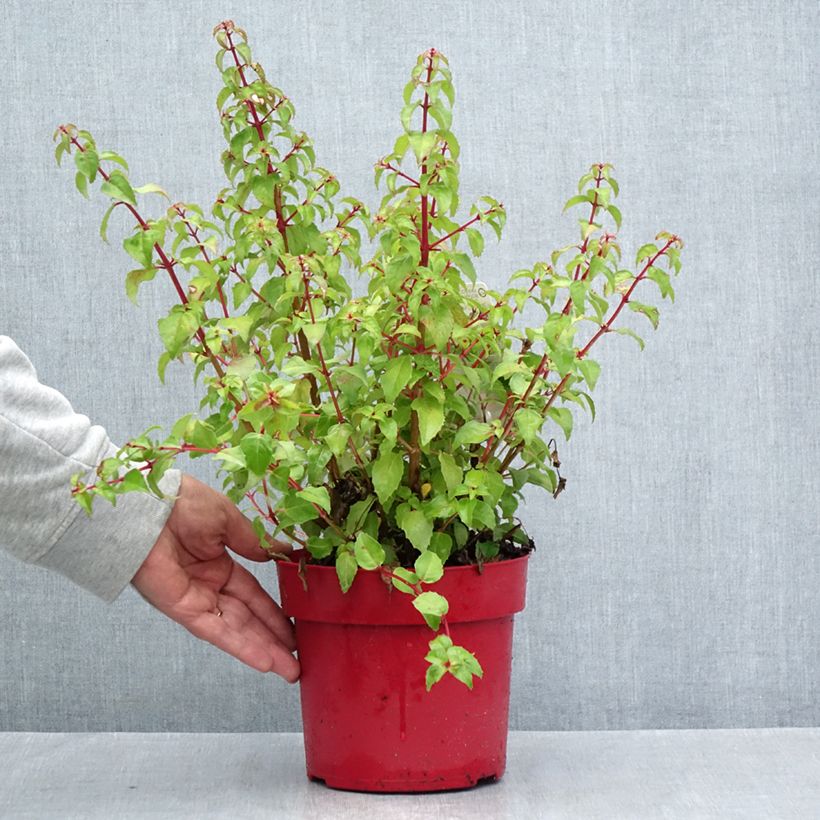 Esemplare di Fuchsia Chilli Red - Fucsia Vaso da 3L/4L consegnato in estate