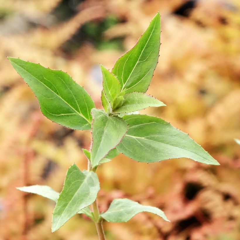 Epilobium canum Dublin (Fogliame)