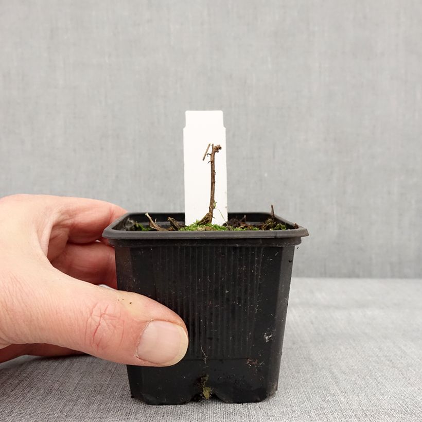 Epilobium canum Dublin Vasetto da 8/9 cm esemplare consegnato in inverno