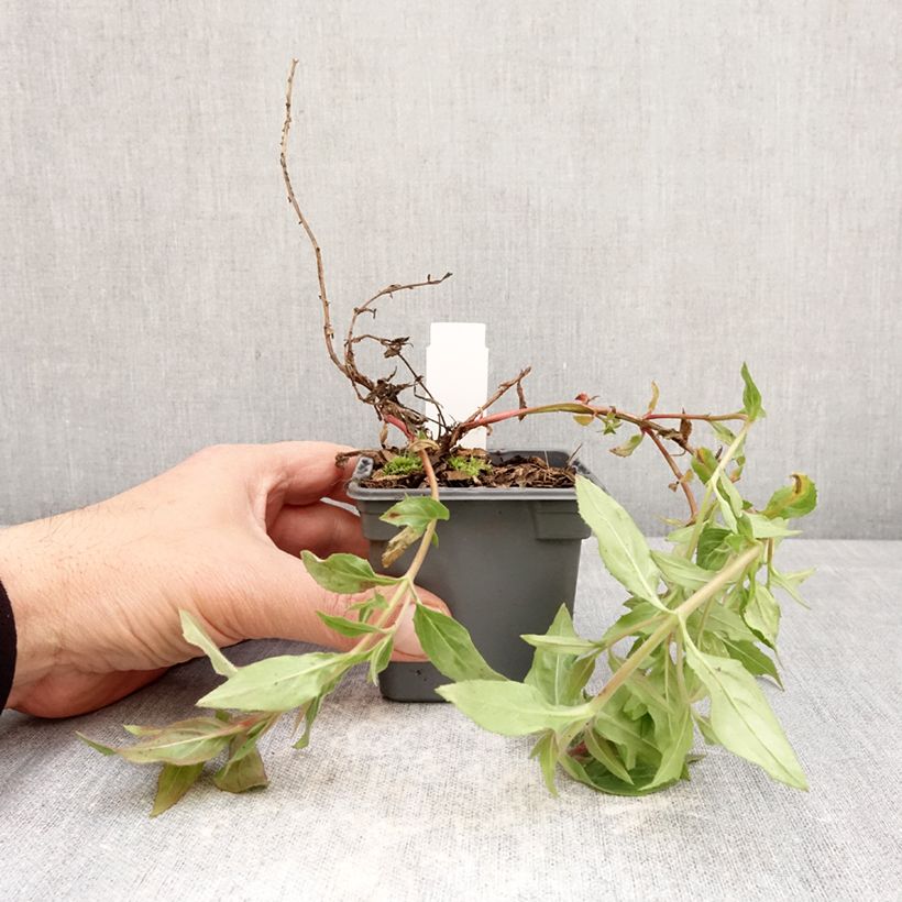 Epilobium canum Dublin Vasetto da 8/9 cm esemplare consegnato in primavera