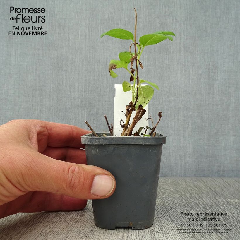 Esemplare di Phygelius aequalis Yellow Trumpet Vasetto da 8/9 cm come consegnato in autunno