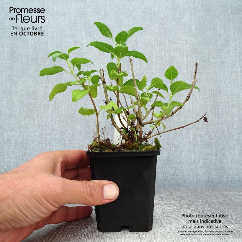 Esemplare di Phygelius rectus Moonraker Vasetto da 8/9 cm come consegnato in autunno