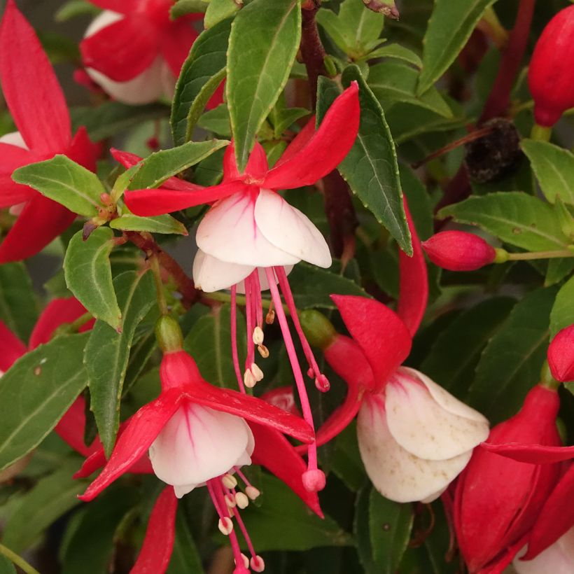 Fuchsia Ernie - Fucsia (Fioritura)