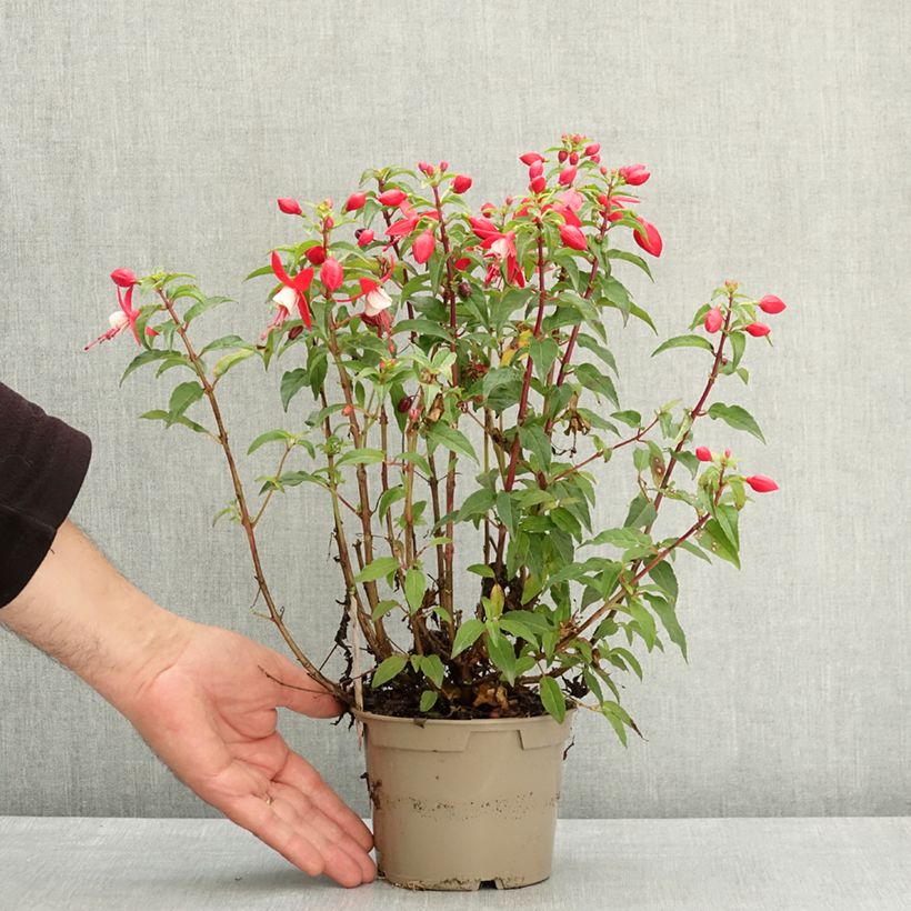 Fuchsia Ernie - Fucsia Vaso da Ø 12 cm / 13 cm esemplare consegnato in primavera