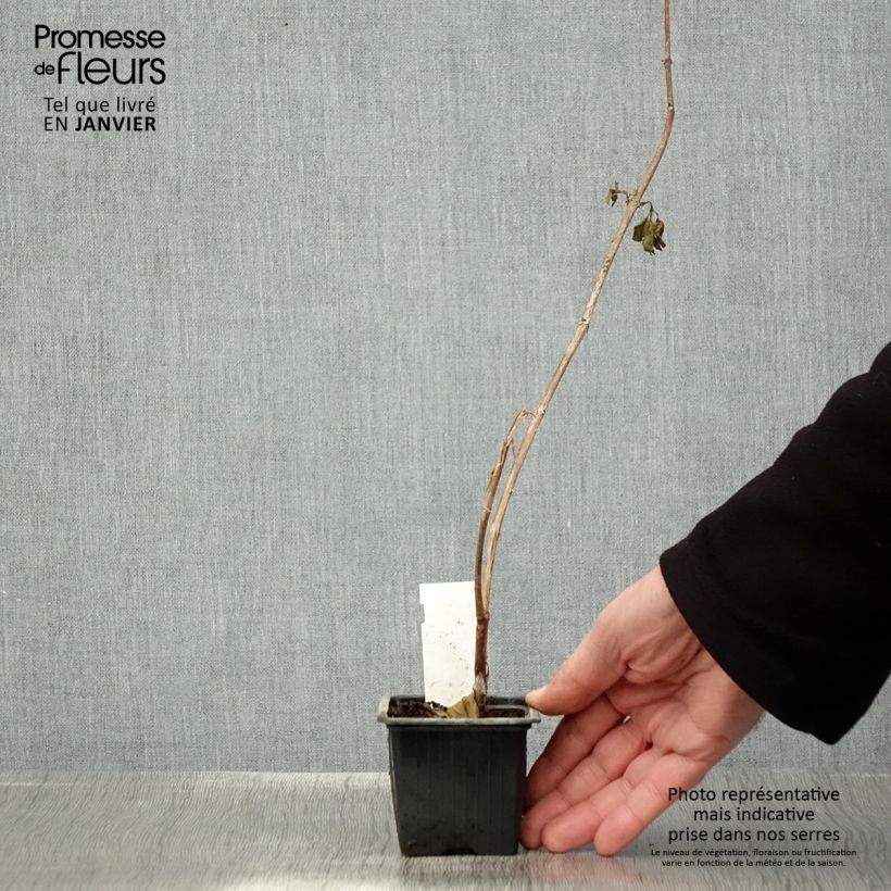 Fuchsia First Success - Fucsia Vasetto da 8/9 cm esemplare consegnato in inverno