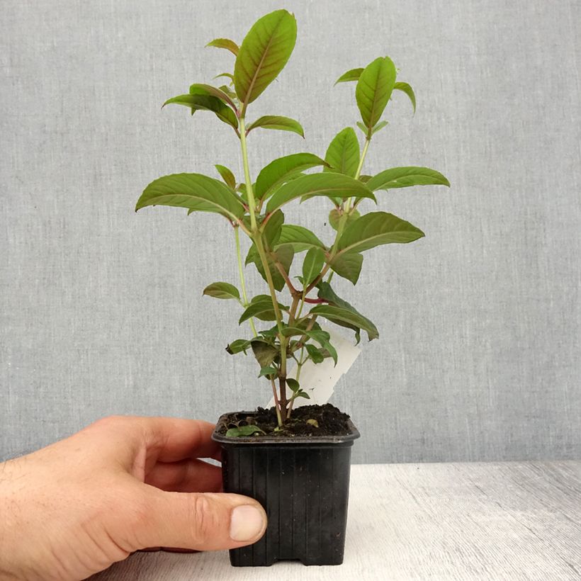 Fuchsia Lady Boothby - Fucsia Vasetto da 8/9 cm esemplare consegnato in primavera