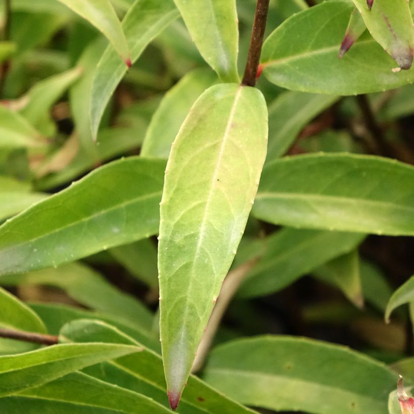 Fuchsia hatschbachii - Fucsia di Hatschbach (Fogliame)