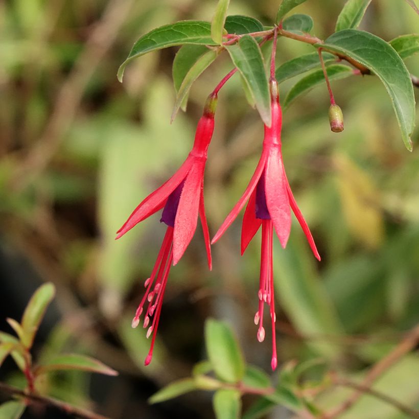 Fuchsia hatschbachii - Fucsia di Hatschbach (Fioritura)