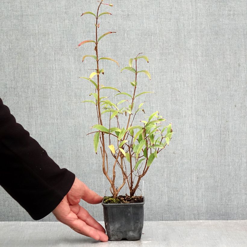 Esemplare di Fuchsia hatschbachii - Fucsia di Hatschbach Vasetto da 8/9 cm come consegnato in autunno