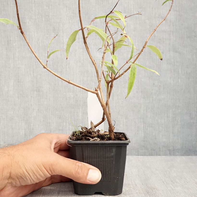 Esemplare di Fuchsia hatschbachii - Fucsia di Hatschbach Vasetto da 8/9 cm consegnato in estate