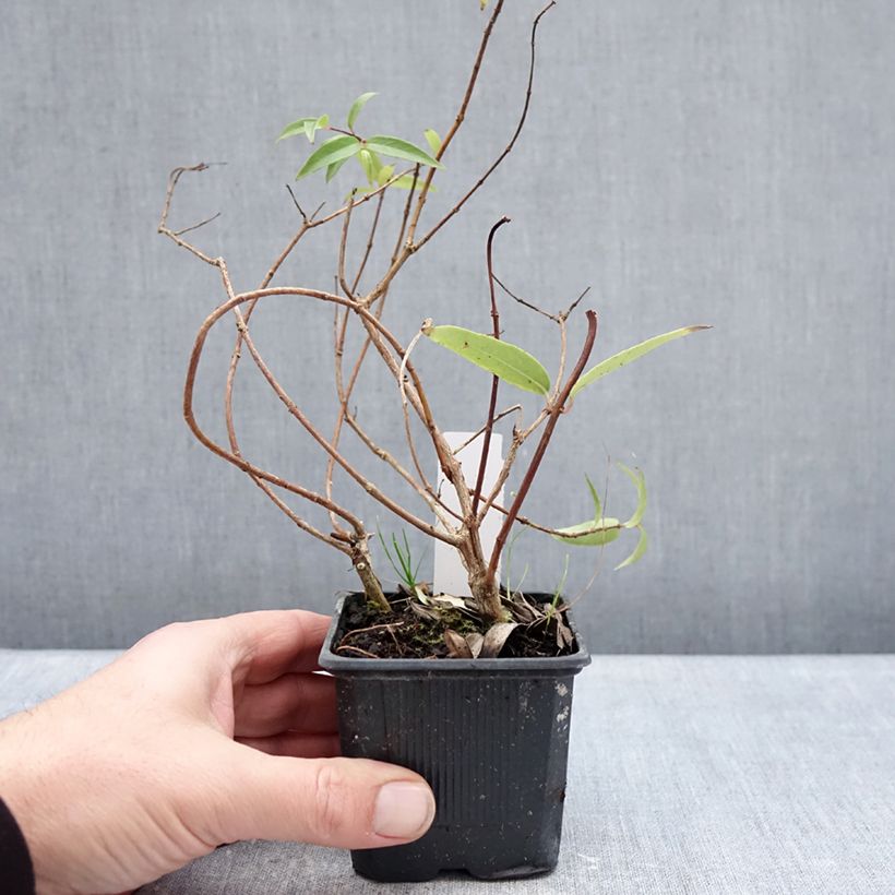 Fuchsia hatschbachii - Fucsia di Hatschbach Vasetto da 8/9 cm esemplare consegnato in inverno