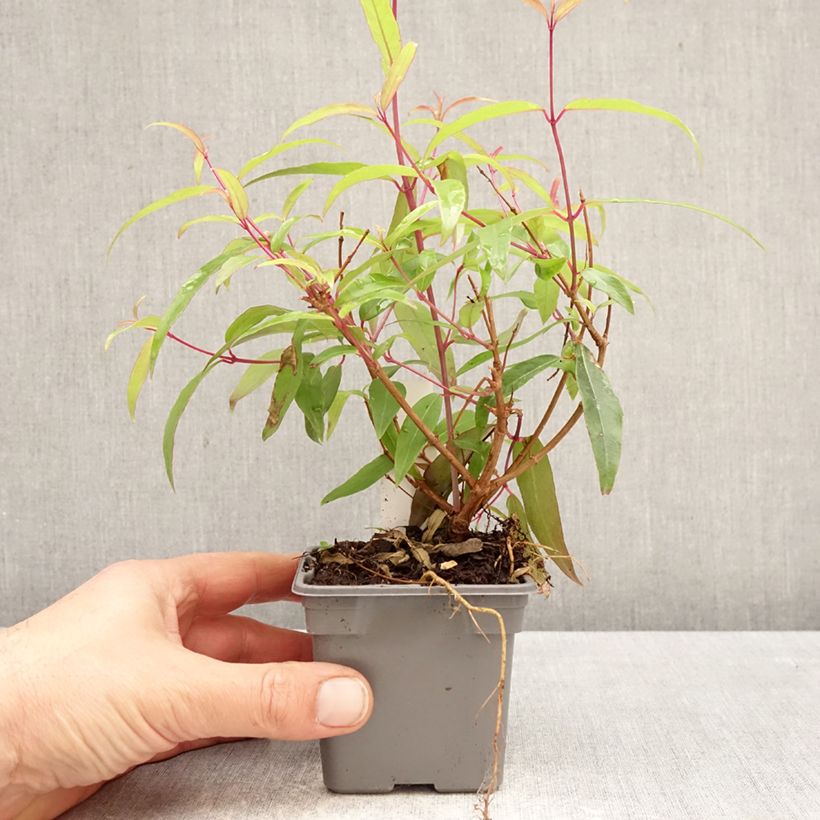 Fuchsia hatschbachii - Fucsia di Hatschbach Vasetto da 8/9 cm esemplare consegnato in primavera