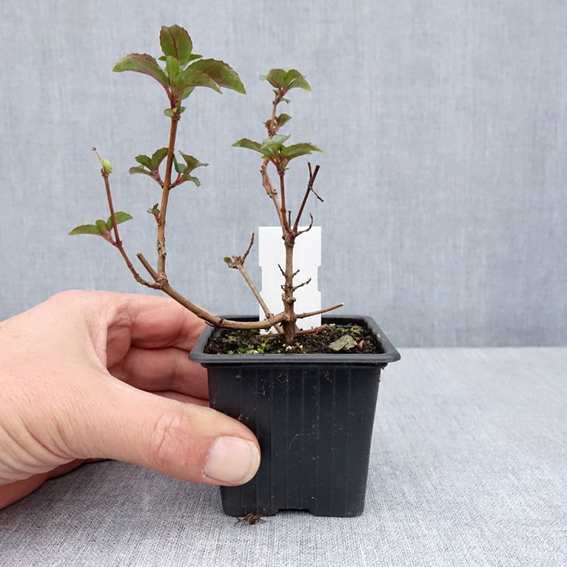 Fuchsia Heidi Ann - Fucsia Vasetto da 8/9 cm esemplare consegnato in primavera