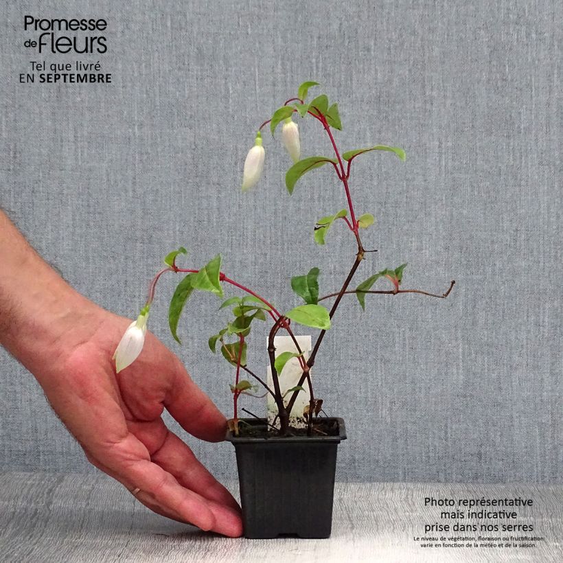 Esemplare di Fuchsia Illusion - Fucsia Vasetto da 8/9 cm come consegnato in autunno