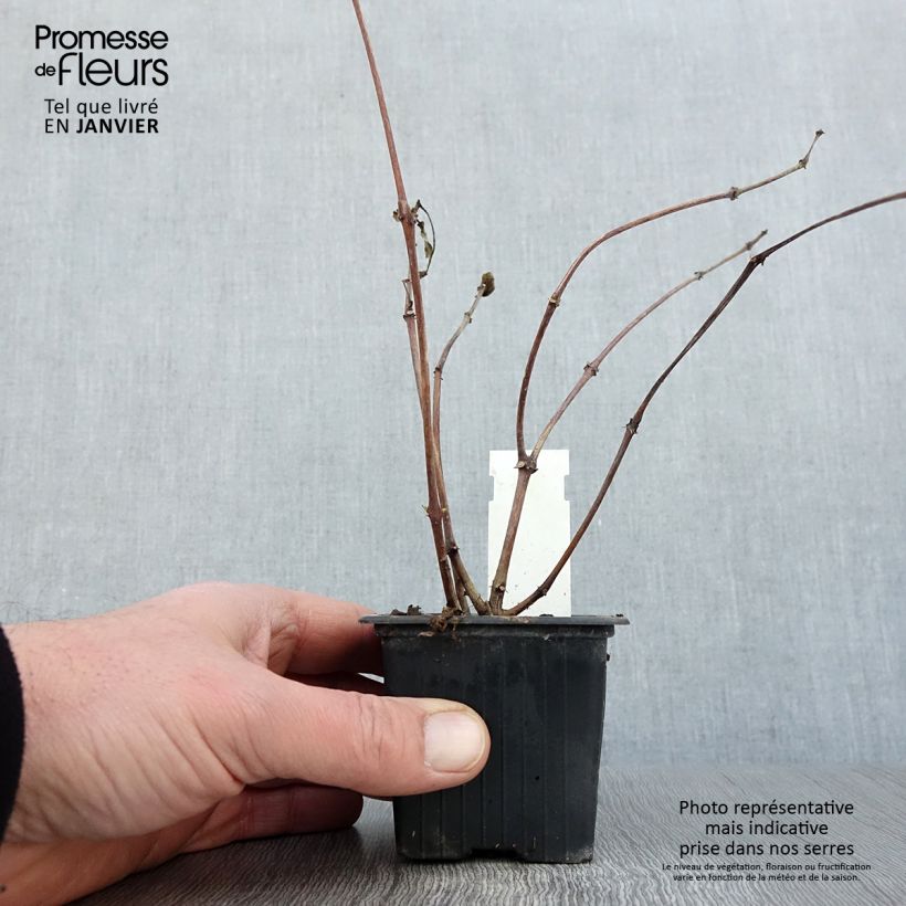 Fuchsia Illusion - Fucsia Vasetto da 8/9 cm esemplare consegnato in inverno