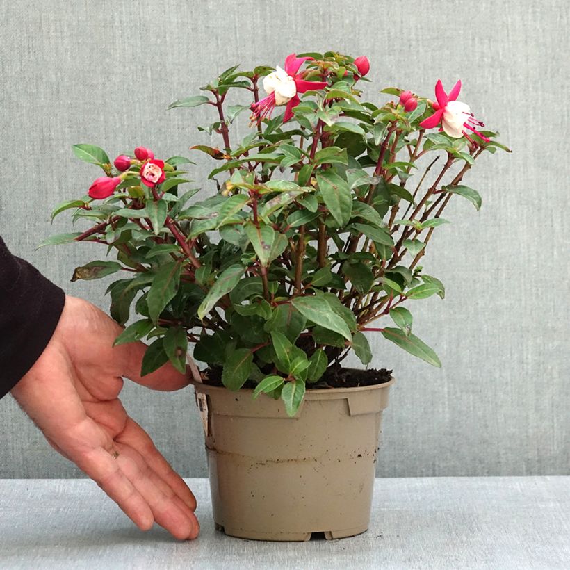 Fuchsia Jollies Madiran Pot de 12 cm / 13 cm esemplare consegnato in primavera