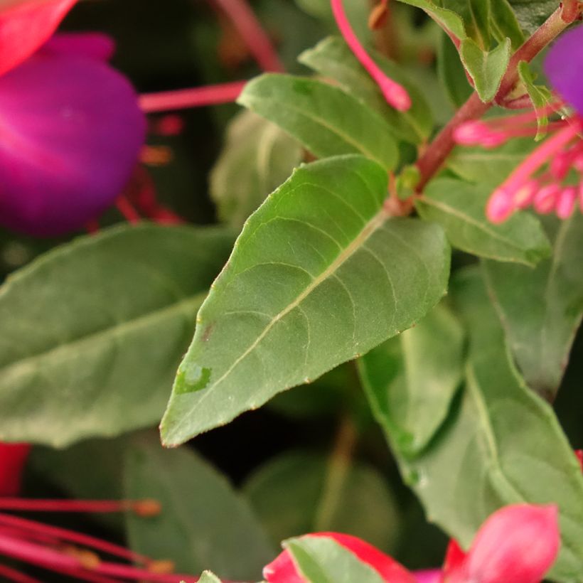 Fuchsia Jollies Nantes - Fucsia (Fogliame)