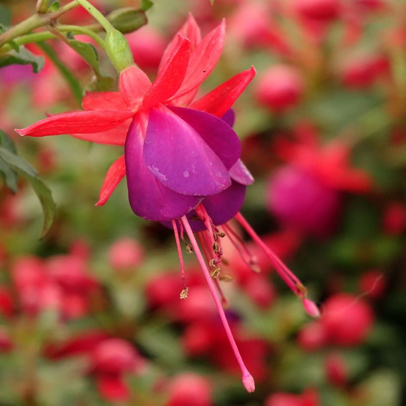 Fuchsia Jollies Nantes - Fucsia (Fioritura)
